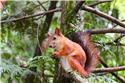 Veranstaltungsbild Wo verstecken sich die Tiere im sommerlichen Wald? (klassisches Ferienspiel)