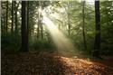 Veranstaltungsbild Ich glaub, ich steh im Wald!