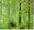 Veranstaltungsbild Ich glaub ich steh im Wald! (klassisches Ferienspiel)