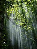 Veranstaltungsbild Waldfühlungen: Mit allen Sinnen den Sommer-Wald entdecken (klassisches Ferienspiel)